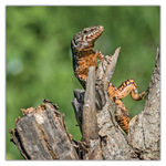 Lizards, képes lemeznaptár 2027 Lizards, képes lemeznaptár 2027