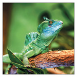 Lizards, képes lemeznaptár 2027 Lizards, képes lemeznaptár 2027