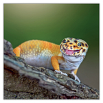 Lizards, képes lemeznaptár 2027 Lizards, képes lemeznaptár 2027