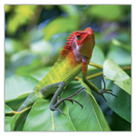 Lizards, képes lemeznaptár 2027 Lizards, képes lemeznaptár 2027