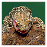 Lizards, képes lemeznaptár 2027 Lizards, képes lemeznaptár 2027