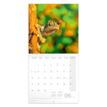 Lizards, képes lemeznaptár 2027 Lizards, képes lemeznaptár 2027