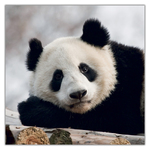 Pandas, képes lemeznaptár 2027 Pandas, képes lemeznaptár 2027