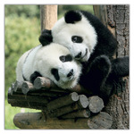 Pandas, képes lemeznaptár 2027 Pandas, képes lemeznaptár 2027
