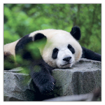 Pandas, képes lemeznaptár 2027 Pandas, képes lemeznaptár 2027