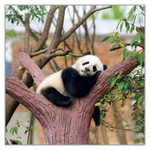 Pandas, képes lemeznaptár 2027 Pandas, képes lemeznaptár 2027
