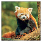 Pandas, képes lemeznaptár 2027 Pandas, képes lemeznaptár 2027