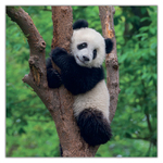 Pandas, képes lemeznaptár 2027 Pandas, képes lemeznaptár 2027