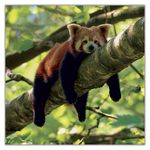 Pandas, képes lemeznaptár 2027 Pandas, képes lemeznaptár 2027
