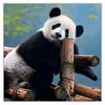 Pandas, képes lemeznaptár 2027 Pandas, képes lemeznaptár 2027