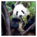 Pandas, képes lemeznaptár 2027 Pandas, képes lemeznaptár 2027