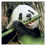 Pandas, képes lemeznaptár 2027 Pandas, képes lemeznaptár 2027