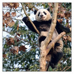 Pandas, képes lemeznaptár 2027 Pandas, képes lemeznaptár 2027