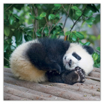Pandas, képes lemeznaptár 2027 Pandas, képes lemeznaptár 2027