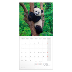 Pandas, képes lemeznaptár 2027 Pandas, képes lemeznaptár 2027