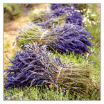 Provence, képes lemeznaptár 2027