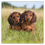 Puppies, képes lemeznaptár 2027