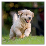 Puppies, képes lemeznaptár 2027