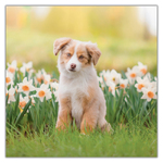 Puppies, képes lemeznaptár 2027