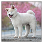Puppies, képes lemeznaptár 2027
