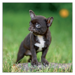 Puppies, képes lemeznaptár 2027