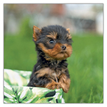 Puppies, képes lemeznaptár 2027