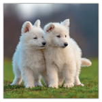 Puppies, képes lemeznaptár 2027