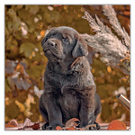 Puppies, képes lemeznaptár 2027
