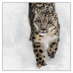 Wild Animals, képes lemeznaptár 2027